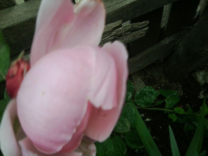 Fotografie2375 - roze 2013