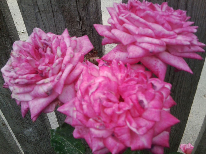 Fotografie2376 - roze 2013