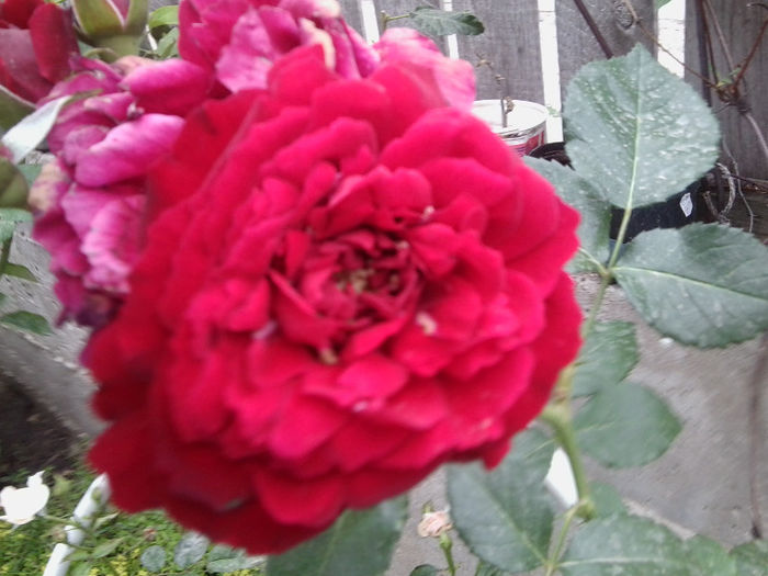 Fotografie2377 - roze 2013