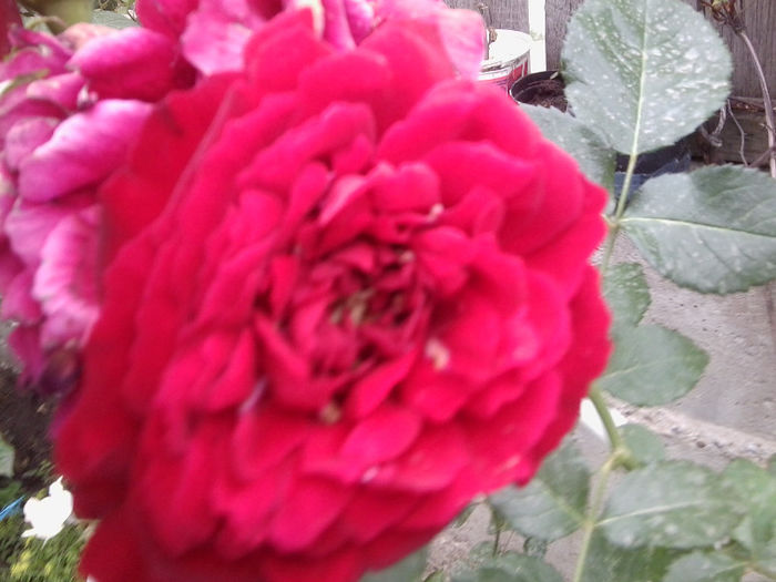 Fotografie2378 - roze 2013