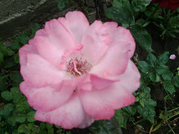 Fotografie2397 - roze 2013