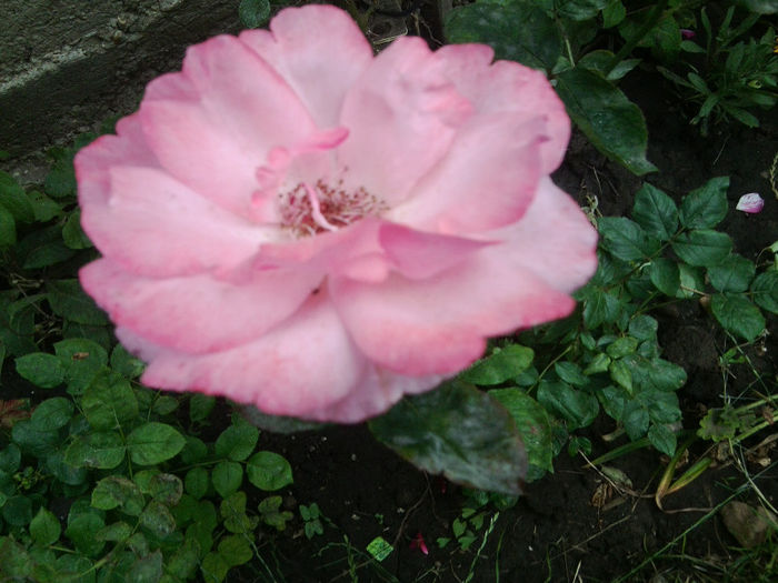 Fotografie2398 - roze 2013