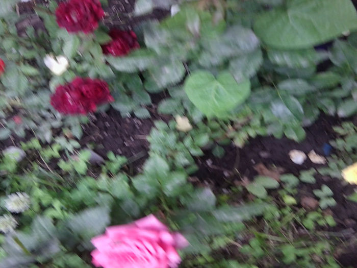 Fotografie2402 - roze 2013