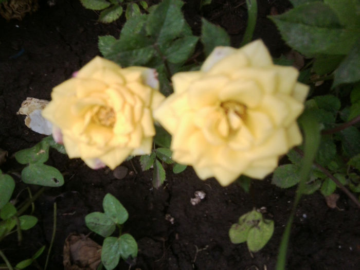 Fotografie2404 - roze 2013