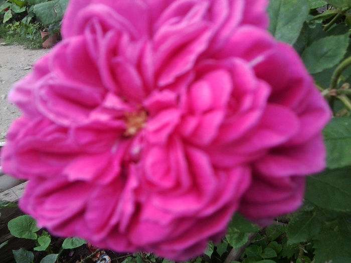Fotografie2410 - roze 2013
