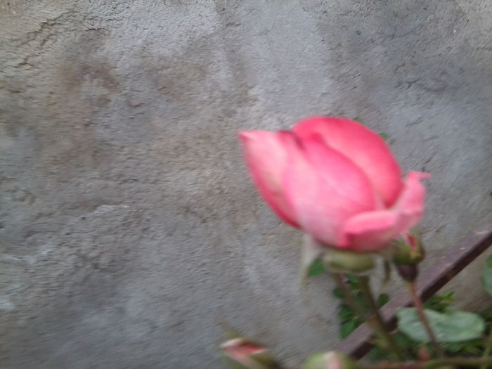 Fotografie2413 - roze 2013