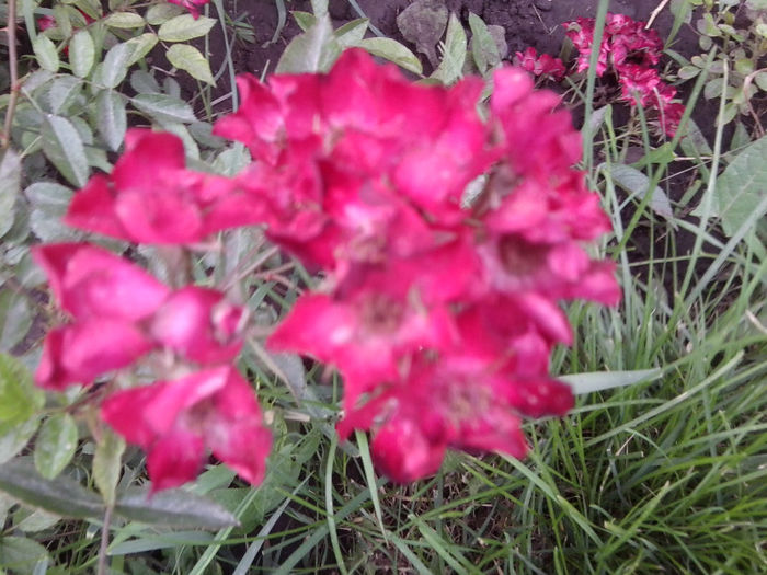 Fotografie2415 - roze 2013
