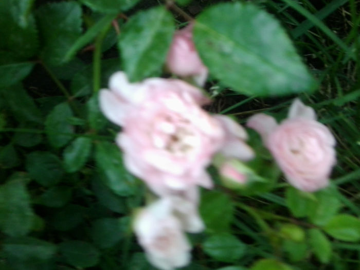 Fotografie2423 - roze 2013