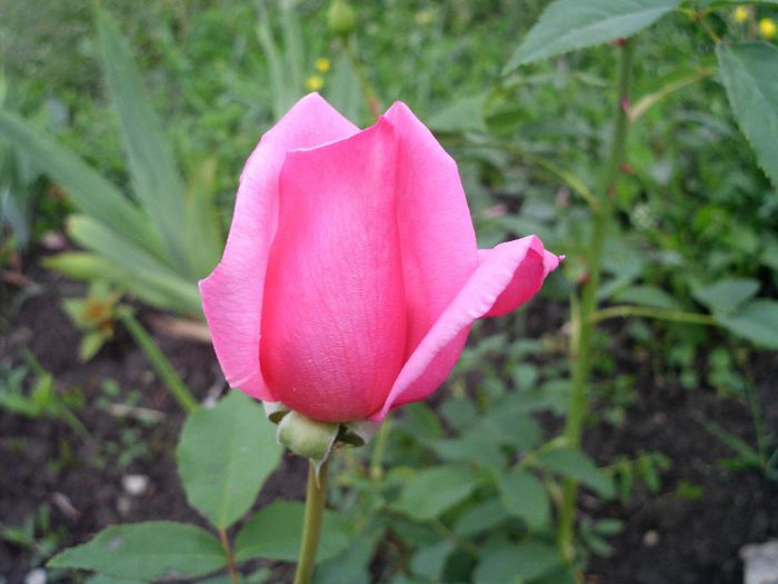 Picture 026 - 8-trandafiri