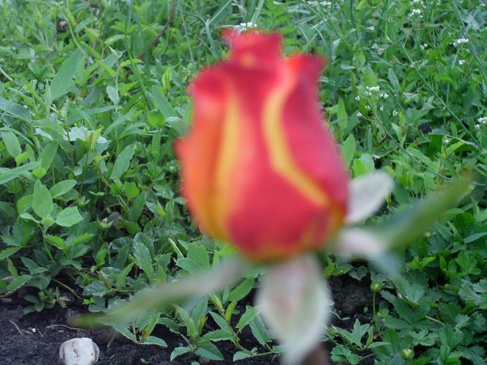 Picture 029 - 8-trandafiri