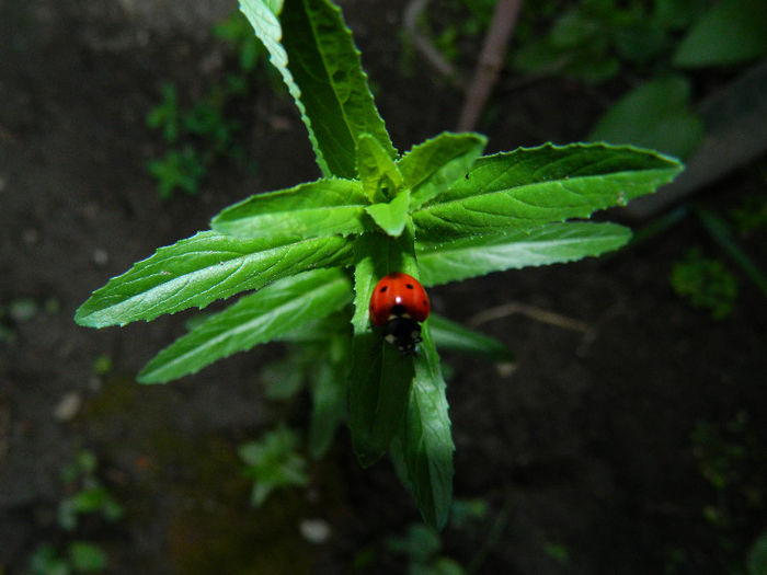 DSCN3044