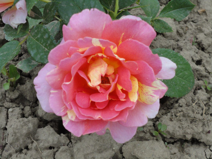 ROSE DES CISTERCIENS