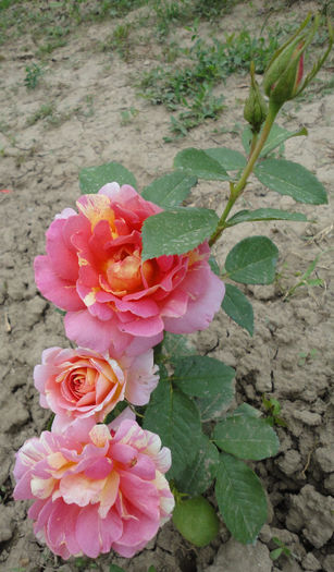 ROSE DES CISTERCIENS - TRANDAFIRI DIN BUTASI 2013