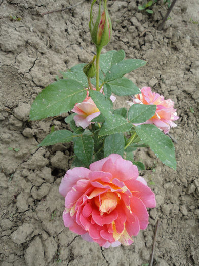 ROSE DES CISTERCIENS - TRANDAFIRI DIN BUTASI 2013