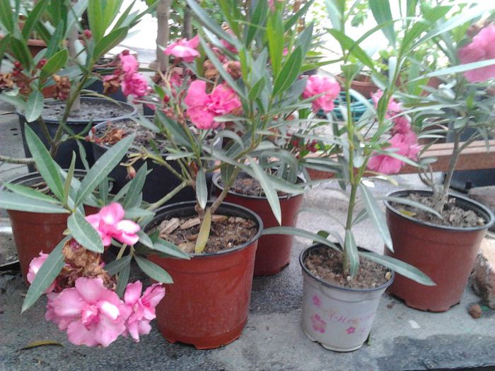 2013-05-30 19.29.07 - leandru de vanzare