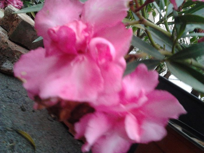 2013-05-30 19.29.26 - leandru de vanzare