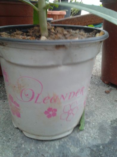 2013-05-30 19.29.36 - leandru de vanzare