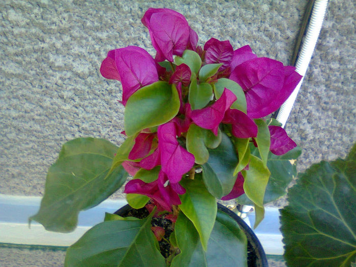 Fotografie1945 - Bougainvillea