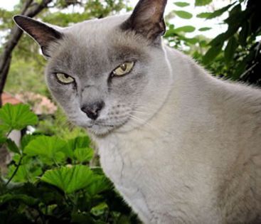 animale-de-companie-pisica-Burmeza-Burmese