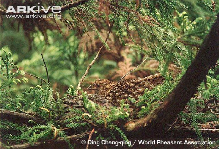 Female-Temmincks-tragopan-on-nest