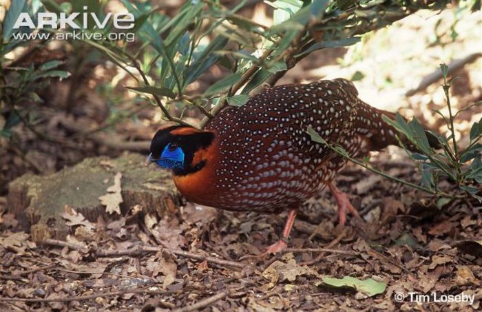 Male-Temmincks-tragopan - x50-Fazanul Temminck albastru