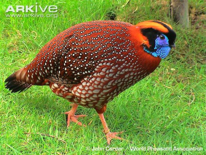 Male-Temmincks-tragopan-