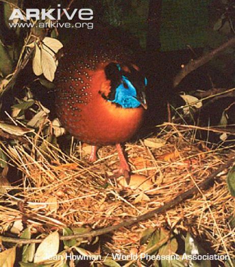 Male-Temmincks-tragopan-at-nest-with-egg - x50-Fazanul Temminck albastru