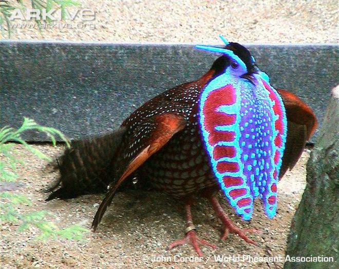 Male-Temmincks-tragopan-displaying - x50-Fazanul Temminck albastru