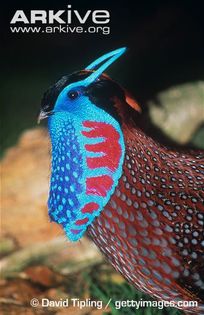 Male-Temmincks-tragopan-display-showing-lappet - x50-Fazanul Temminck albastru