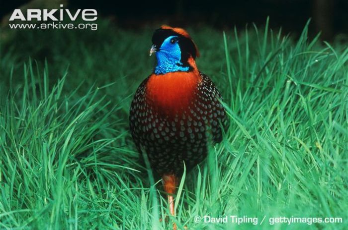 Male-Temmincks-tragopan-in-grass