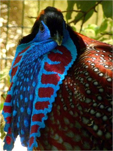 Tragopan03