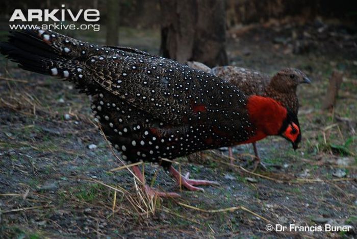 Western-tragopan-male-and-female - x50-Fazanul Temminck albastru