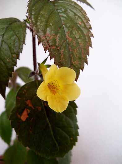 Yellow Beauty - ACHIMENES 2013