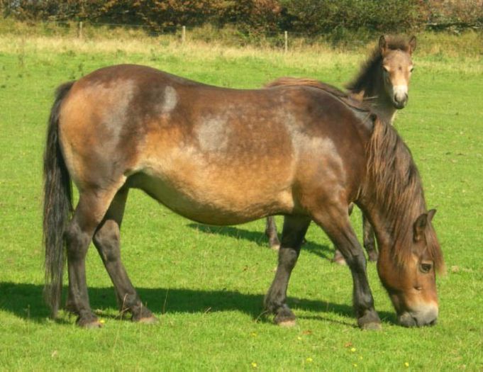 Exmoor Ponei