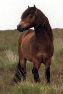 Exmoor Pony - x51-Poneii de Exmoor