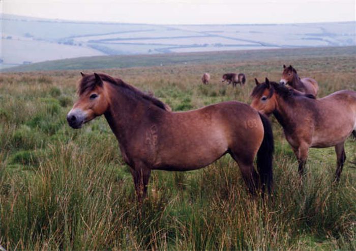 wild-exmoor-ponies - x51-Poneii de Exmoor
