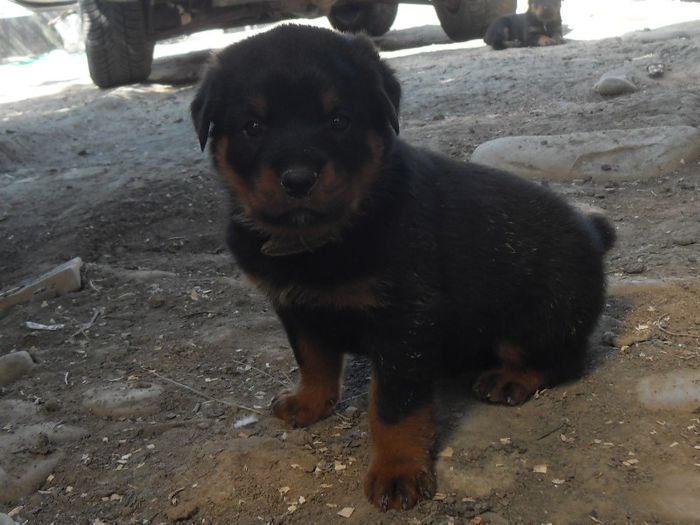 THOR - ROTTWEILER APRILIE 2013 vanduti