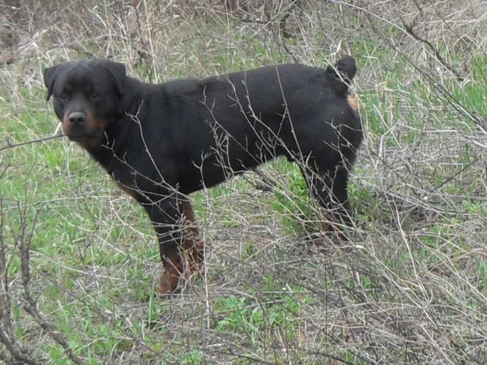 072 - ROTTWEILER APRILIE 2013 vanduti