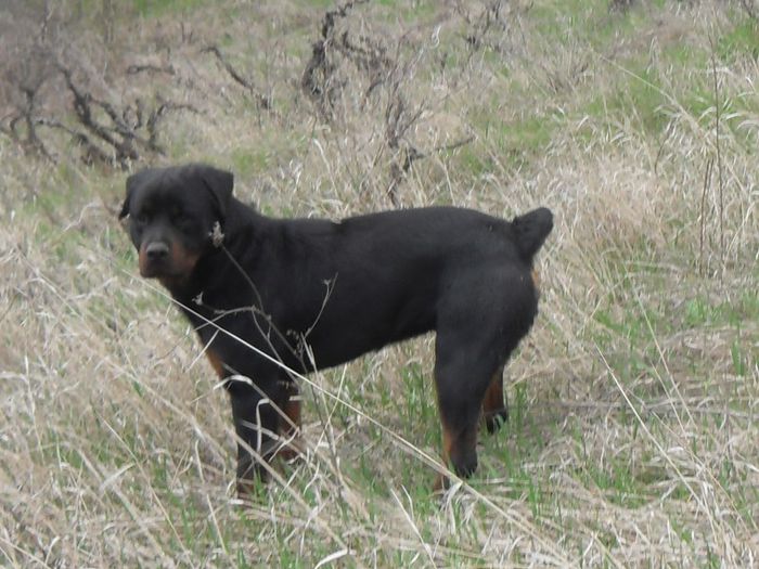 074 - ROTTWEILER APRILIE 2013 vanduti