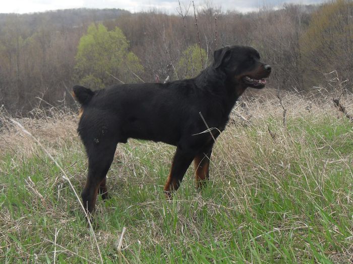 076 - ROTTWEILER APRILIE 2013 vanduti