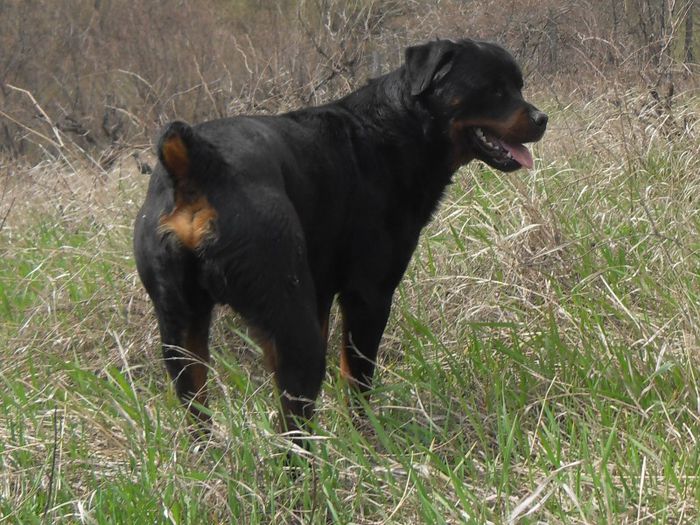 078 - ROTTWEILER APRILIE 2013 vanduti