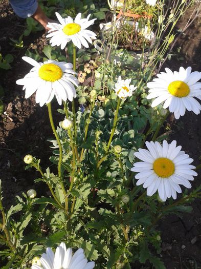 1 Leu firul inradacinat