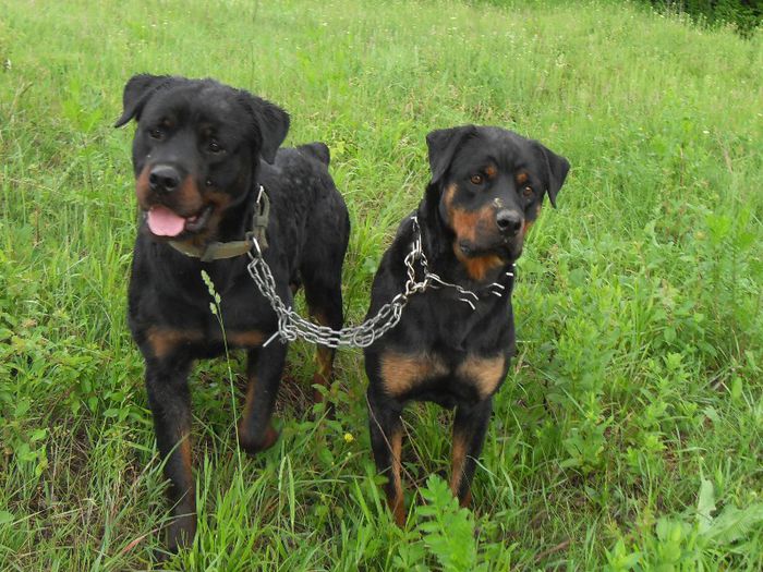  - ROTTWEILER APRILIE 2013 vanduti