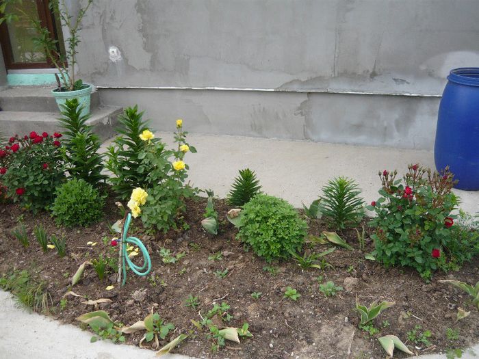 Picture 2786 - Mirajul verii