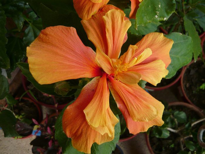 Picture 2796 - x 2013 Hibiscus rosa sinesis