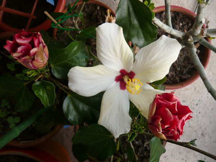 Picture 2797 - x 2013 Hibiscus rosa sinesis