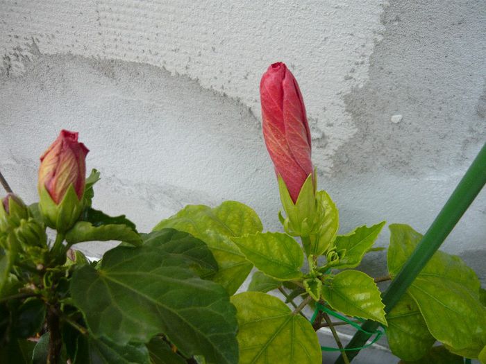 boboc camdenii-ff lung... - x 2013 Hibiscus rosa sinesis