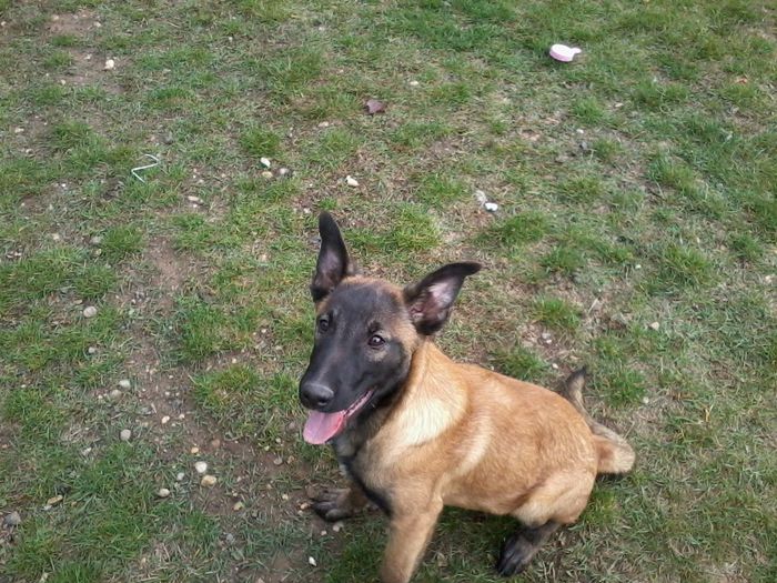 ARKAN - CIOBANESC BELGIAN MALINOAS