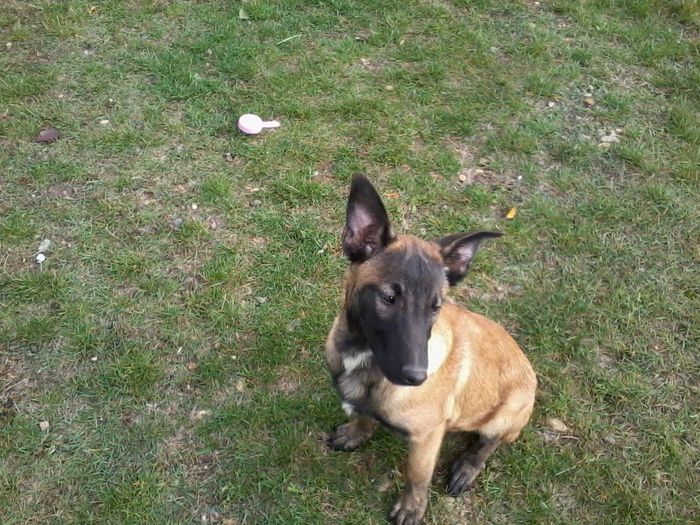 Fotografie-0501 - CIOBANESC BELGIAN MALINOAS