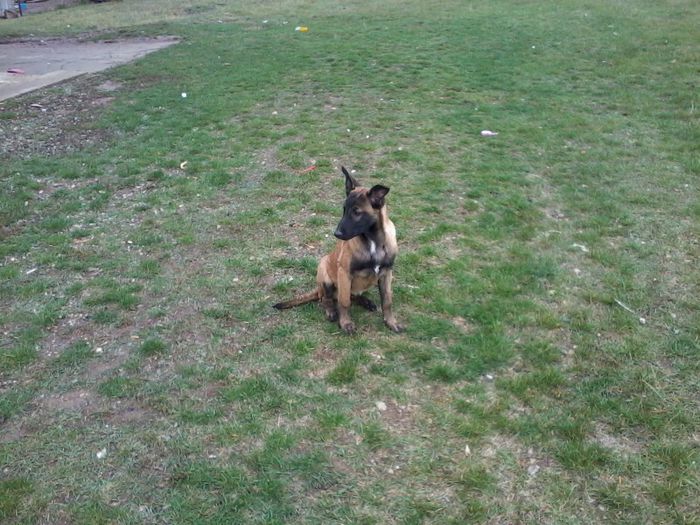 Fotografie-0505 - CIOBANESC BELGIAN MALINOAS